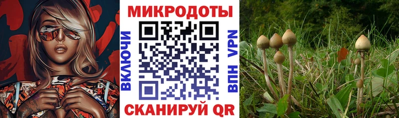 как найти   Ревда  Галлюциногенные грибы Psilocybine cubensis 