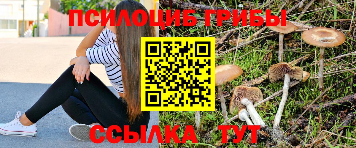 Галлюциногенные грибы Psilocybe Ревда